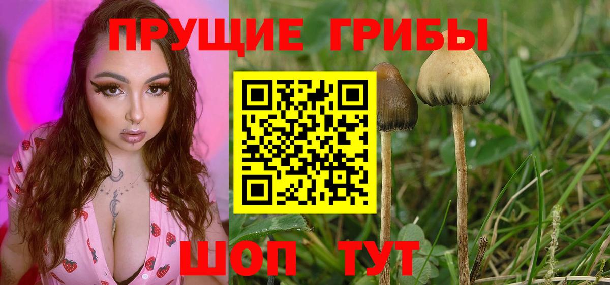 Тимашёвск  Галлюциногенные грибы Psilocybine cubensis  Вход с VPN 
